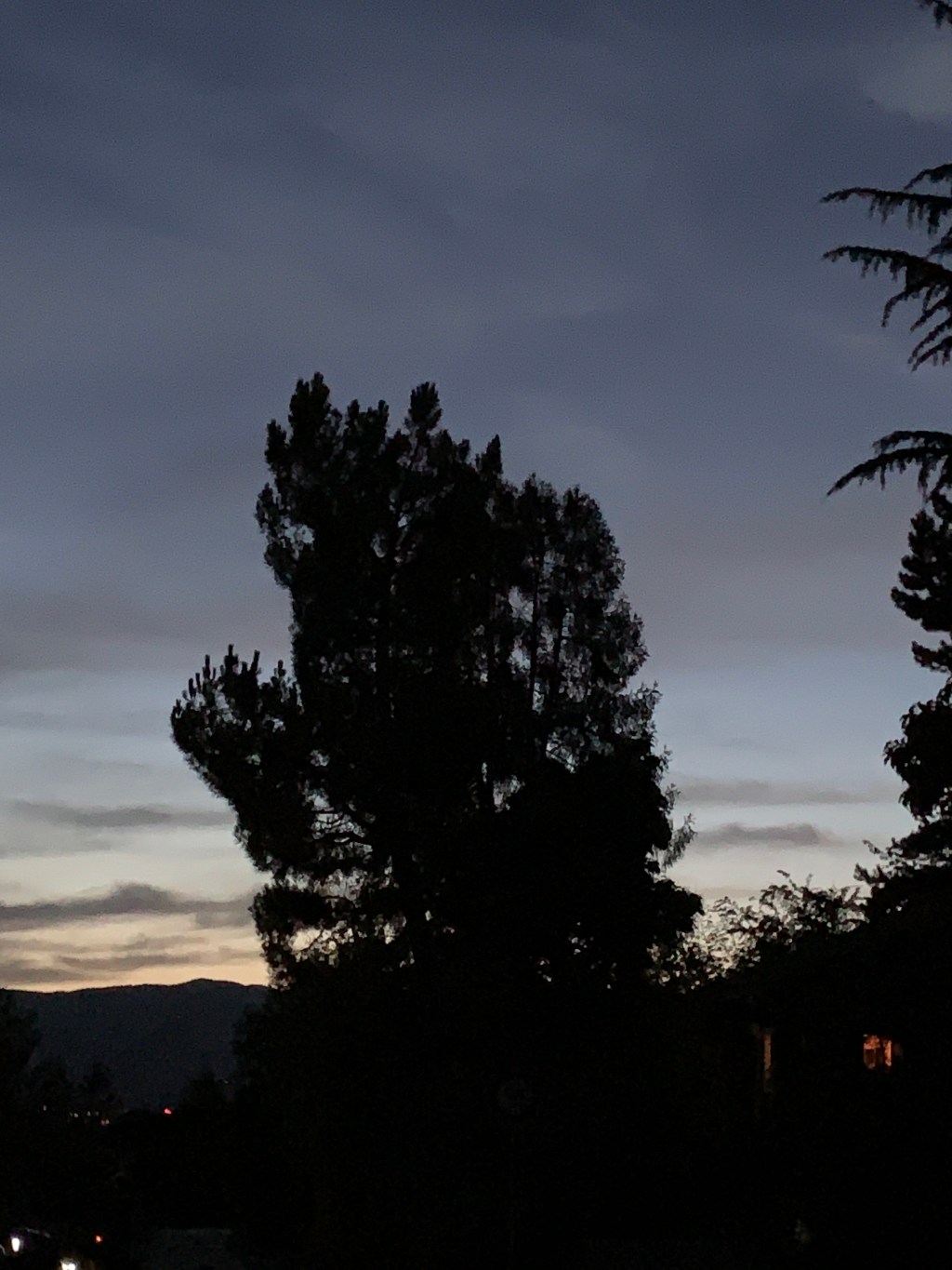 At Night All the Humans are Trees.